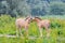 Wild horse foals playing together