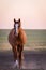 Wild horse grazing in a field at sunrise