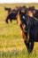 Wild horse grazing in a field at sunrise