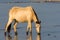 Wild Horse grazing in lake