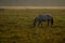 Wild horse grazing in the meadow on foggy summer morning