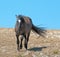 Wild Horse Grulla Gray colored Band Stallion on Sykes Ridge in the Pryor Mountains in Montana â€“ Wyoming