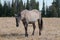 Wild Horse Grulla Gray colored Mare on Sykes Ridge in the Pryor Mountains in Montana