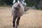 Wild Horse - Grulla Gray pregnant mare walking in the afternoon in the Pryor Mountains Wild Horse Range on the border of Mon