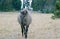 Wild Horse - Grulla Gray pregnant mare walking in the afternoon in the Pryor Mountains Wild Horse Range on the border of Mon