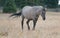 Wild Horse - Grulla Gray pregnant mare walking in the afternoon in the Pryor Mountains Wild Horse Range on the border of Mon