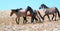 Wild Horse herd of mustangs running in the Pryor Mountains of Montana