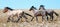 Wild Horse herd of mustangs running in the Pryor Mountains of Montana