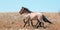 Wild Horse herd of mustangs running in the Pryor Mountains of Montana