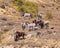 Wild horse herd resting in late afternoon