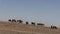 Wild Horse Herd in the Utah Desert