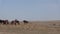 Wild Horse Herd in the Utah Desert