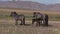 Wild Horse Herd in the Utah Desert