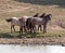 Wild Horse Herd at watering hole in the Pryor Mountain Wild Horse Range in Montana