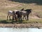 Wild Horse Herd at watering hole in the Pryor Mountain Wild Horse Range in Montana - Wyoming