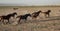 Wild horse herds running in the desrt, kayseri, turkey