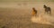 Wild horse herds running in the reed, kayseri, turkey