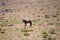 Wild horse. Horse in a dusty field. Wild horse in a american countryside. National Park.