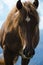 A wild horse looks into the distance against the mountain peaks of the Carpathian Mountains