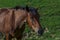 A wild horse looks into the distance against the mountain peaks of the Carpathian Mountains