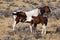 Wild horse mare and colt in Wyoming