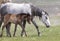 Wild Horse Mare and Cute Foal