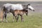 Wild Horse Mare and Cute Foal