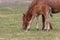 Wild Horse Mare and Cute Foal Grazing