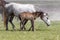 Wild Horse Mare and Foal