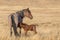 Wild Horse Mare and Foal Nursing