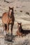 Wild Horse Mare and Her Cute Foal