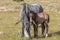 Wild Horse Mare and Her Cute Foal