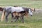 Wild Horse Mare and Her Foal in Spring