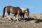Wild Horse Mare Protecting Foal
