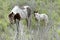 Wild horse mother and son