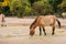 Wild horse or mule or pony in zoo of Prague. Mammal or horse eat oats or hay. Horses herd in open-air.