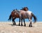 Wild Horse Mustang Bay Band Stallion with his Strawberry Red Roan Mare on Sykes Ridge in the Pryor Mountains Wild Horse Range