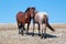 Wild Horse Mustang Bay Band Stallion with his Strawberry Red Roan Mare on Sykes Ridge in the Pryor Mountains Wild Horse Range