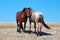 Wild Horse Mustang Bay Band Stallion with his Strawberry Red Roan Mare on Sykes Ridge in the Pryor Mountains Wild Horse Range