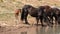 Wild Horse Mustang - Bay colored male foal at the waterhole with his herd in the Pryor Mountains wild horse refuge - Montana USA