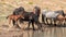 Wild Horse Mustang - Bay colored male foal at the waterhole with his herd in the Pryor Mountains wild horse sanctuary - Montana US