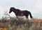 Wild Horse Mustang Bay Stud Stallion in Theodore Roosevelt National Park