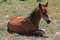 Wild Horse Mustang Buckskin Baby Colt Foal on Pryor Mountain Montana