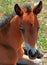 Wild Horse Mustang Buckskin Baby Colt Foal on Pryor Mountain Montana