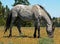 Wild Horse Mustang Gray Grulla Roan Stud Stallion in the Pryor Mountains