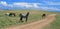 Wild Horse Mustang Gray Grulla Roan Stud Stallion in the Pryor mountains in Wyoming / Montana