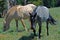 Wild Horse Mustang Gray Grulla Roan Stud Stallion in the Pryor mountains in Wyoming / Montana