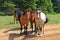 Wild Horse Mustang Herd in the Pryor Mountains in Montana