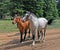 Wild Horse Mustang Herd in the Pryor Mountains in Montana