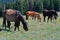 Wild Horse Mustang Herd in the Pryor Mountains in Montana